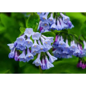 Purple Garden Flower 